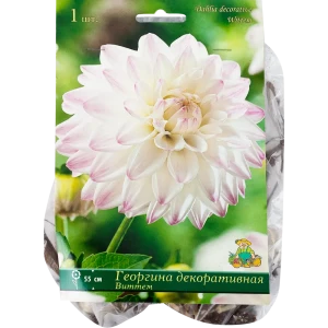 Георгины декоративные «Виттем», 1 шт. 82118681 STLM-2159413