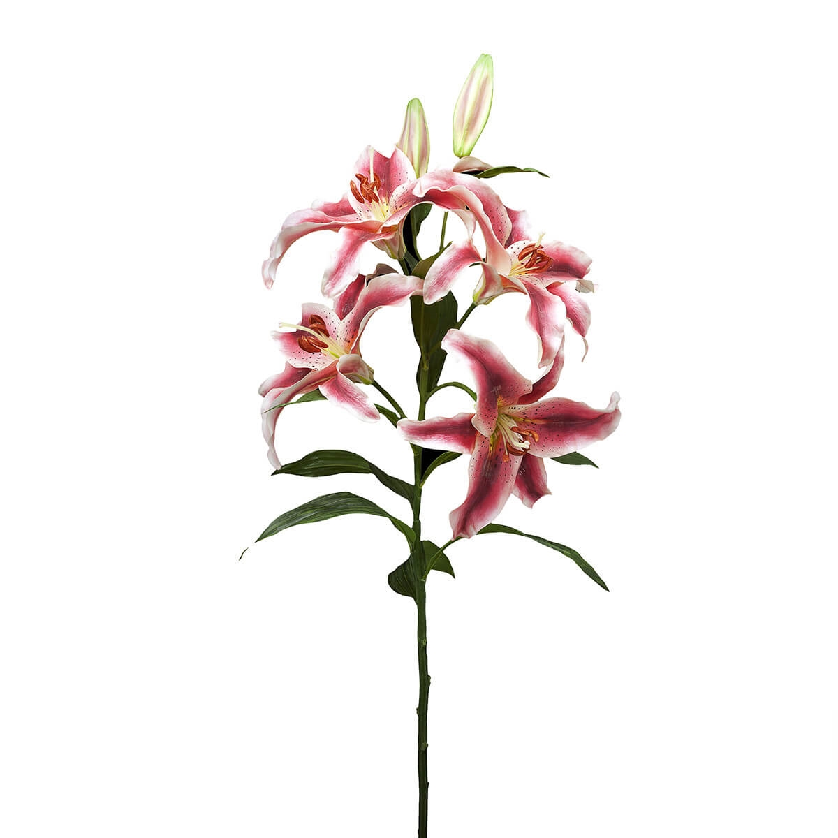 210307,5 ABHIKA ЛИЛИЙ ТИГР X5 PINK 210307.5