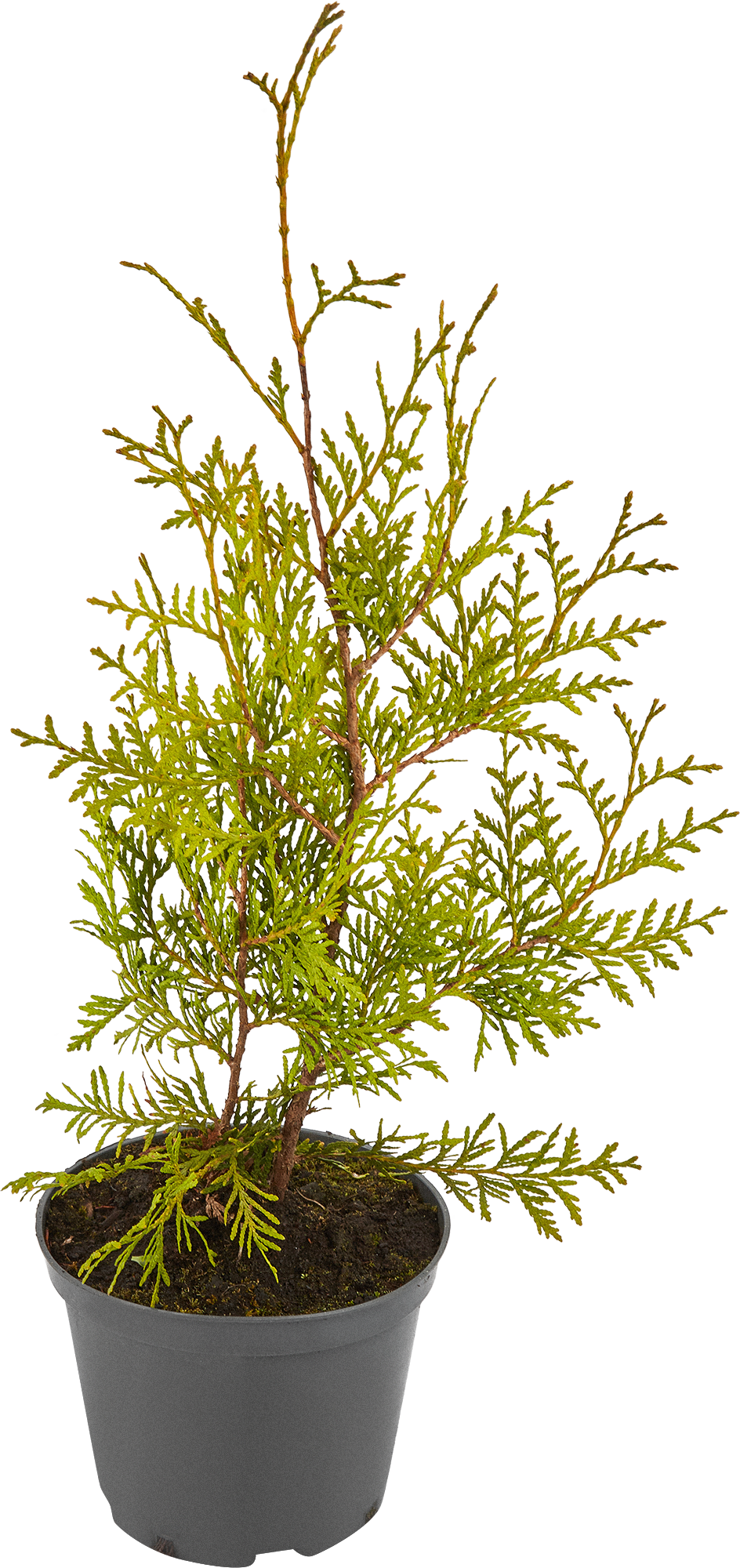 Туя Брабант Santreyd - саженец для живой изгороди 40-60 см 85088207 STLM-0058465 - Вид №1