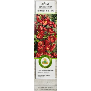 Айва великолепная Кримсон энд Голд h40 см 86544062 STLM-2053307