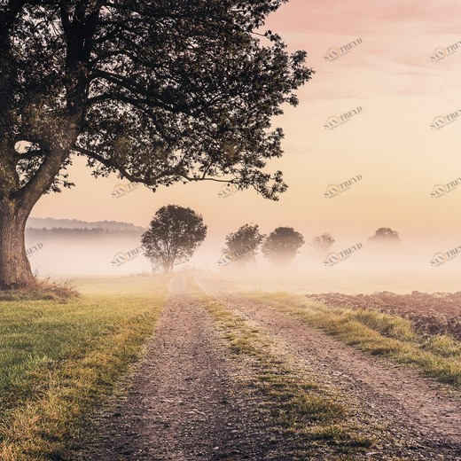 SH068-VD4-Misty-Morning Фотообои Komar Stefan Hefele 2.5х4 м SH068VD4MISTYMORNING