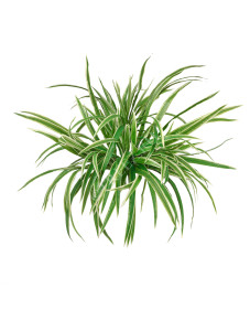 20.1193N Хлорофитум бело-зелёный куст большой Цветочная коллекция