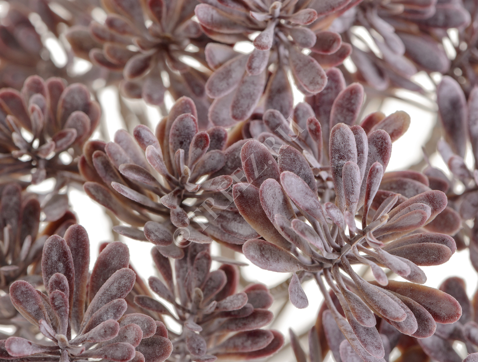 20.5936PU Дасти Миллер куст фиолетово-зелёный припылённый Цветочная коллекция  - Вид №1