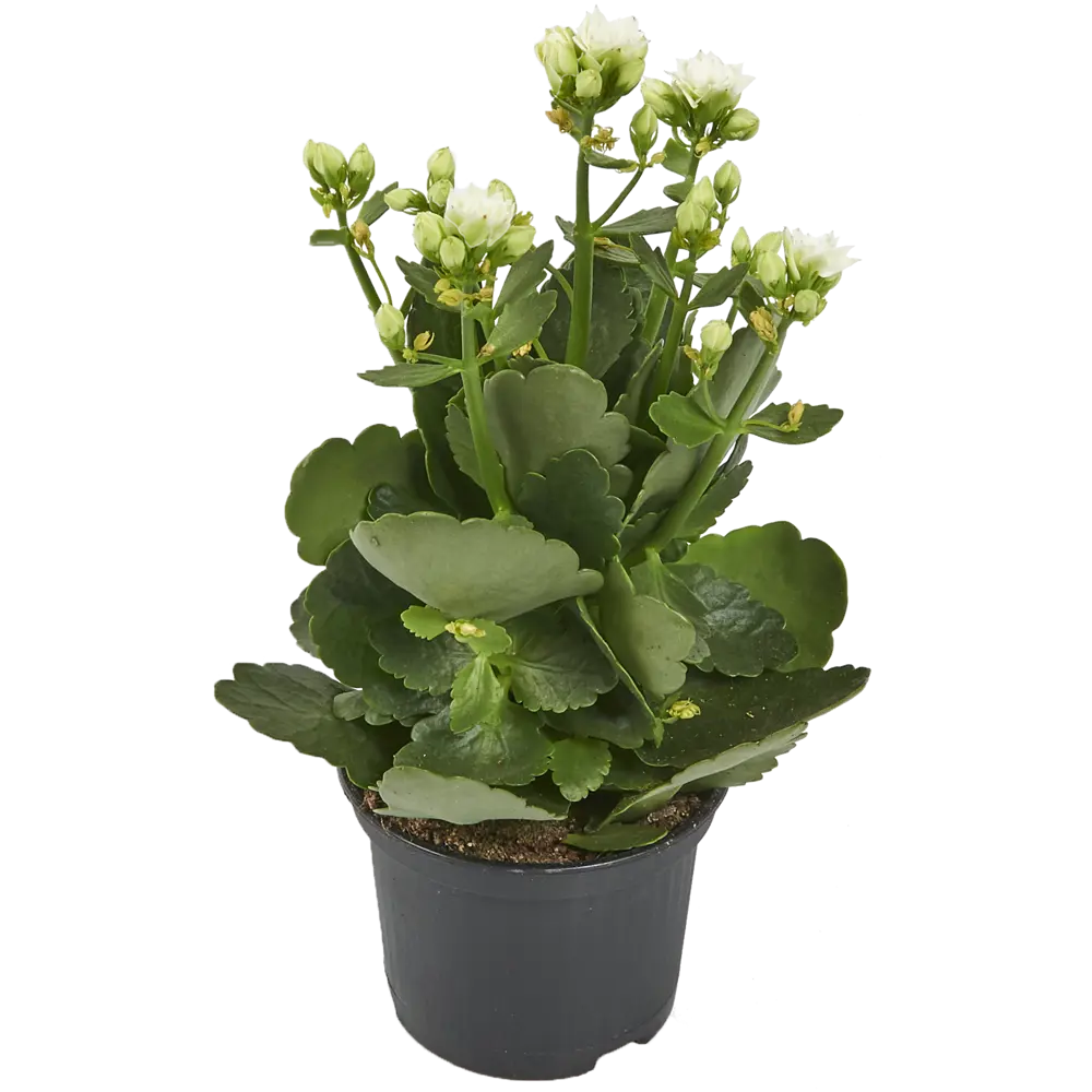 Каланхое цветной микс 10.5x21 см 82399674 STLM-2137088 Santreyd 