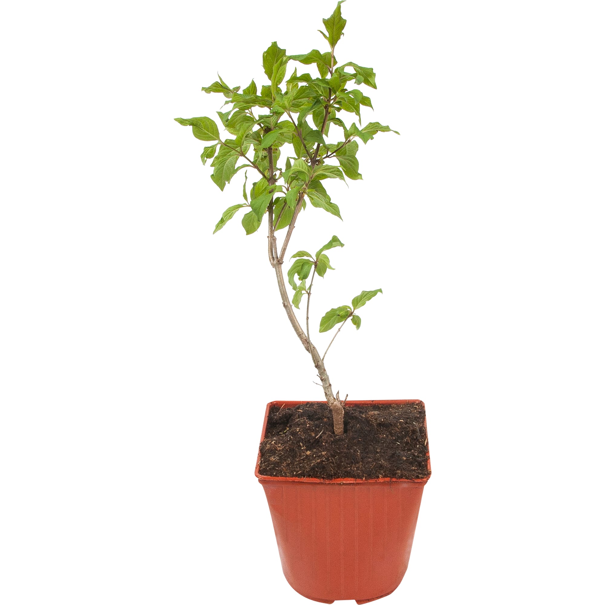 82594918 Сирень венгерская 15x40 см Santreyd 