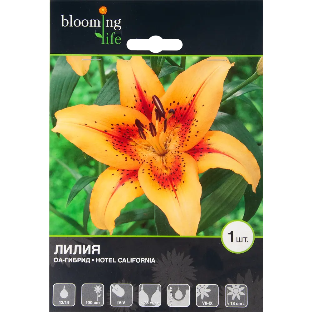 Лилия ОА-гибрид «Отель Калифония» 82539357 STLM-2072697 BLOOMING LIFE 