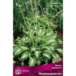 Хоста волнистая «Медиовариегата» разбор I 82661837 STLM-2192531