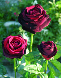 3269 442 a3 Искусственная роза, бархат, 50 см, бордовый H-andreas