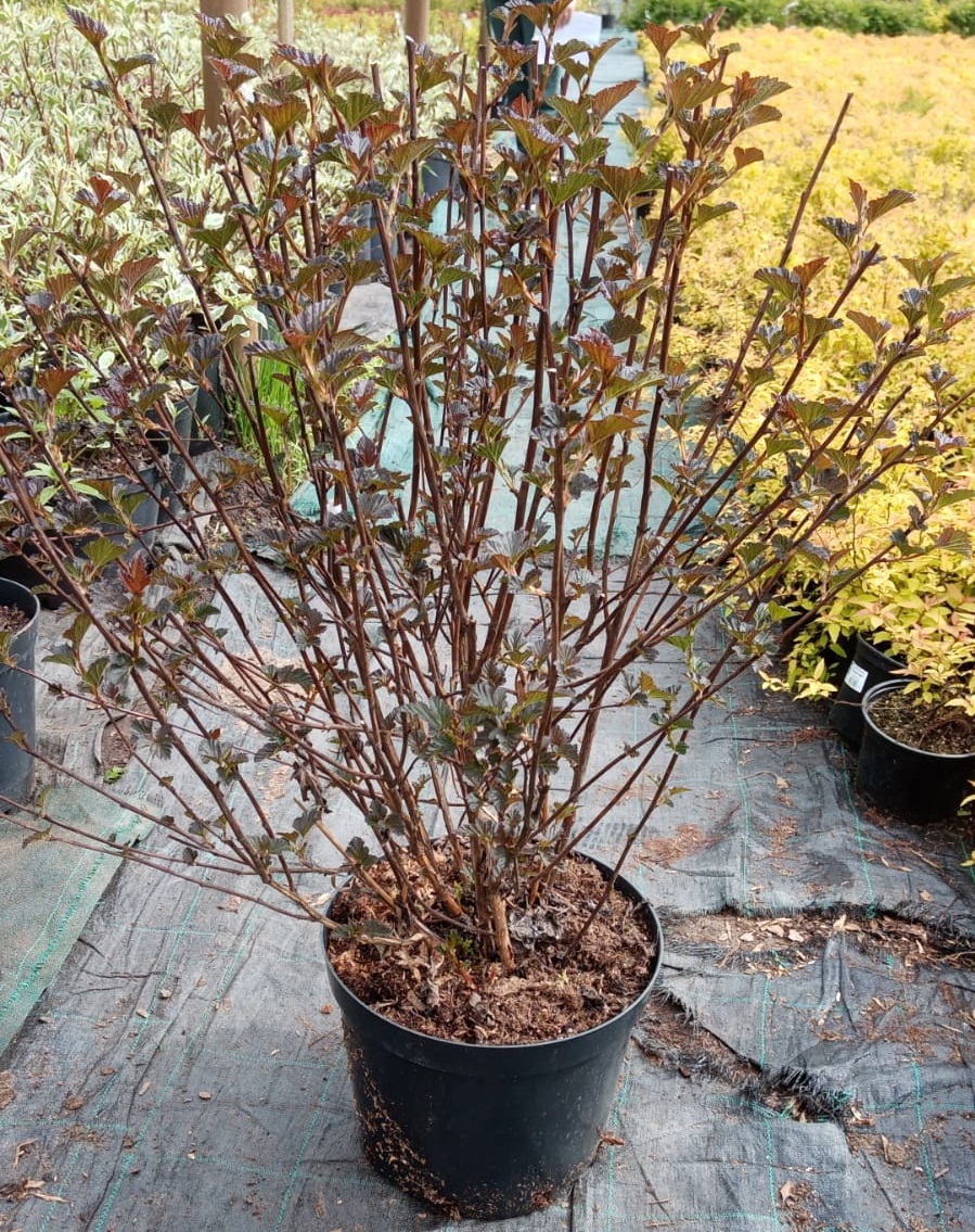 Саженец Пузыреплодник Калинолистный Ред Барон - многолетний кустарник с красными цветами 84815602 Santreyd STLM-0055574