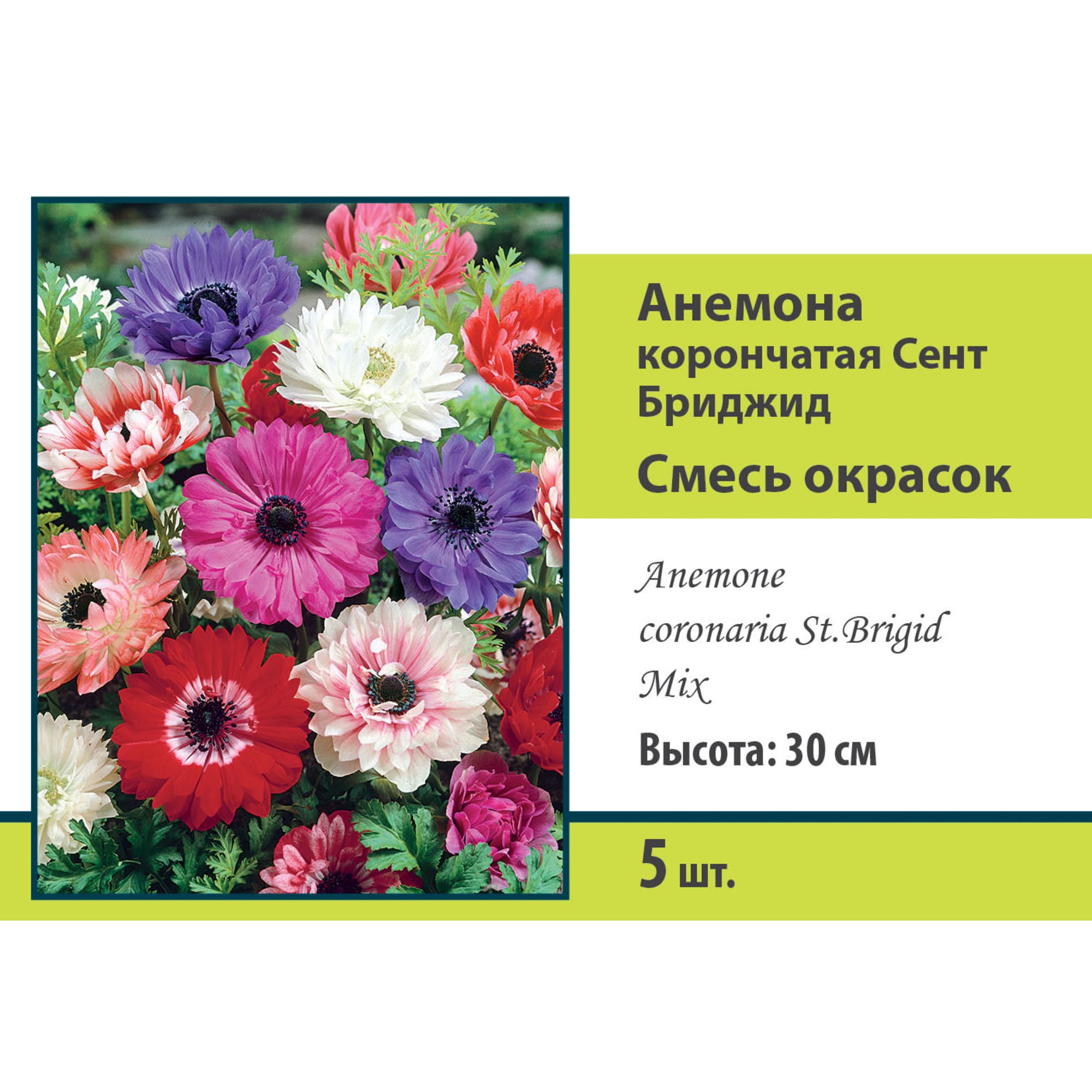 83593858 Анемона корончатая Сент Бриджид микс луковица 5/6 Santreyd 