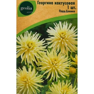 Георгина Geolia кактусовая Плая-бланка 86408563 STLM-2161495
