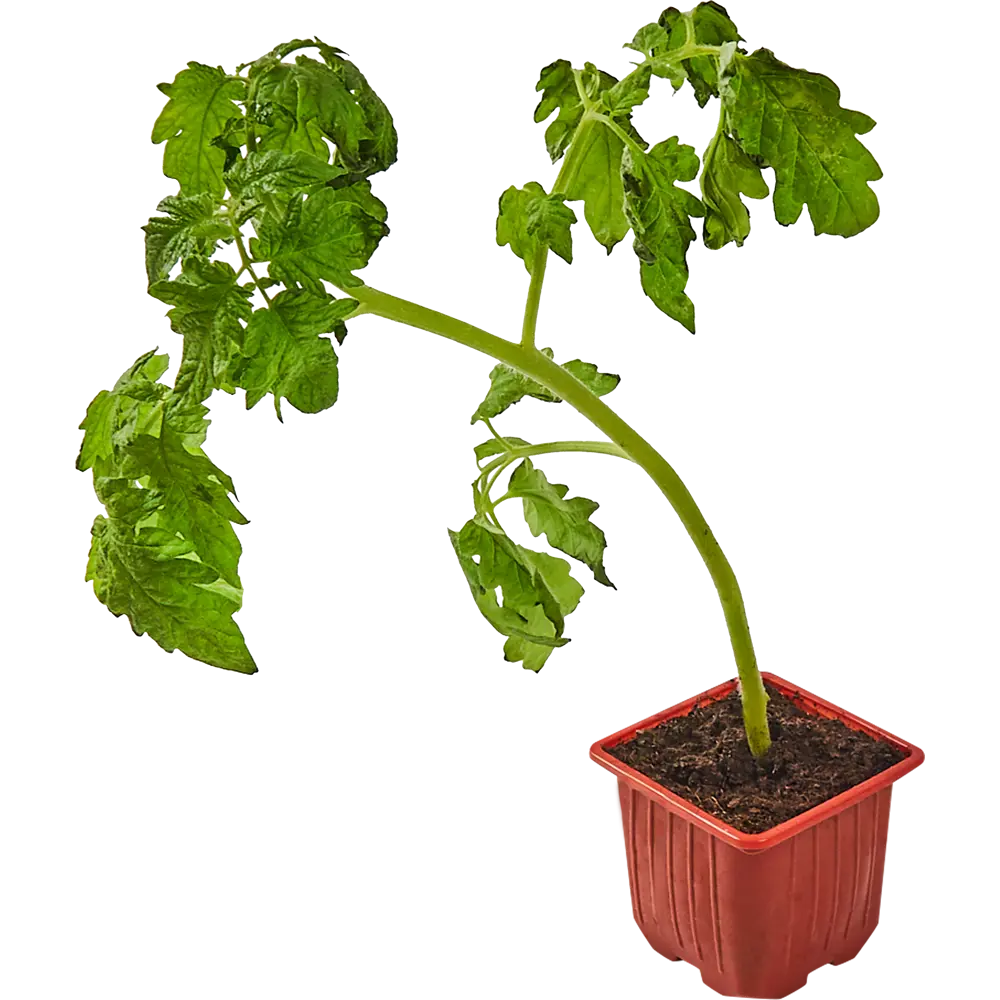 Рассада томатов Santreyd — готовый старт для урожая 83248592 STLM-0039991