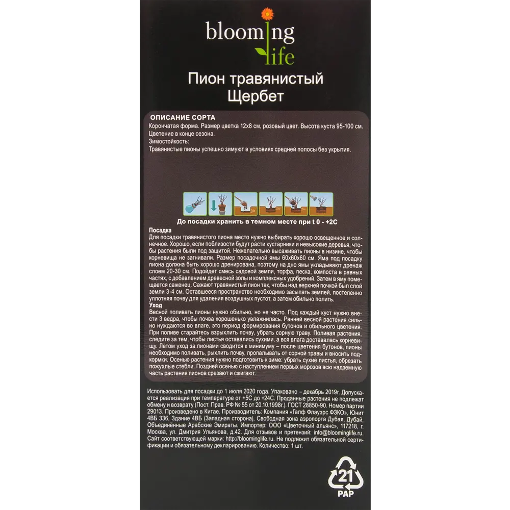 Пион травянистый Щербет в тубе 82539506 STLM-2185235 BLOOMING LIFE  - Вид №2