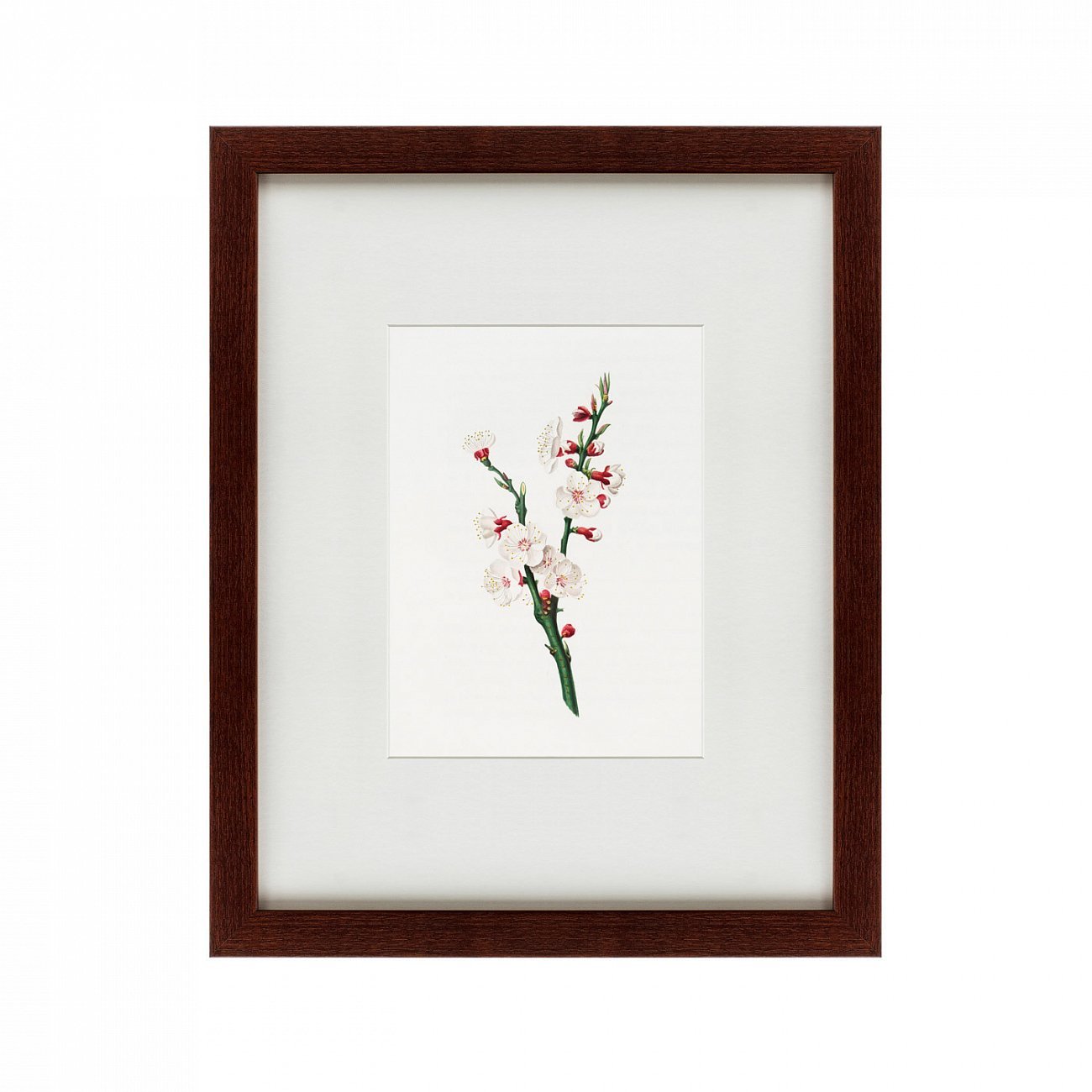 Литография на тонированной бумаге 42х52 см Apricot flower (Prunus armeniaca), 1832 КАРТИНЫ В КВАРТИРУ  191751 Бежевый;белый;разноцветный  - Вид №1