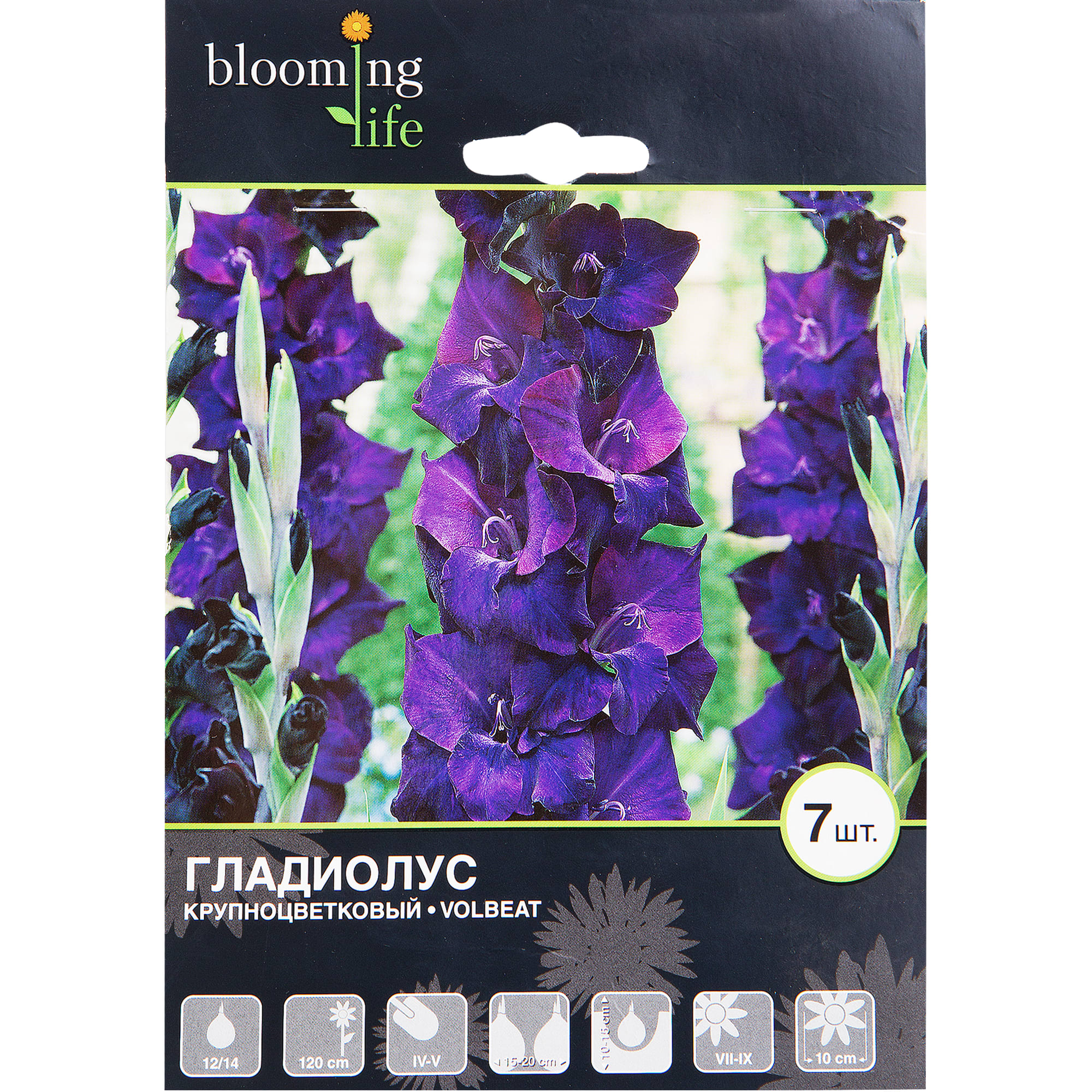 81945935 Гладиолус крупноцветковый «Волбит» Santreyd 