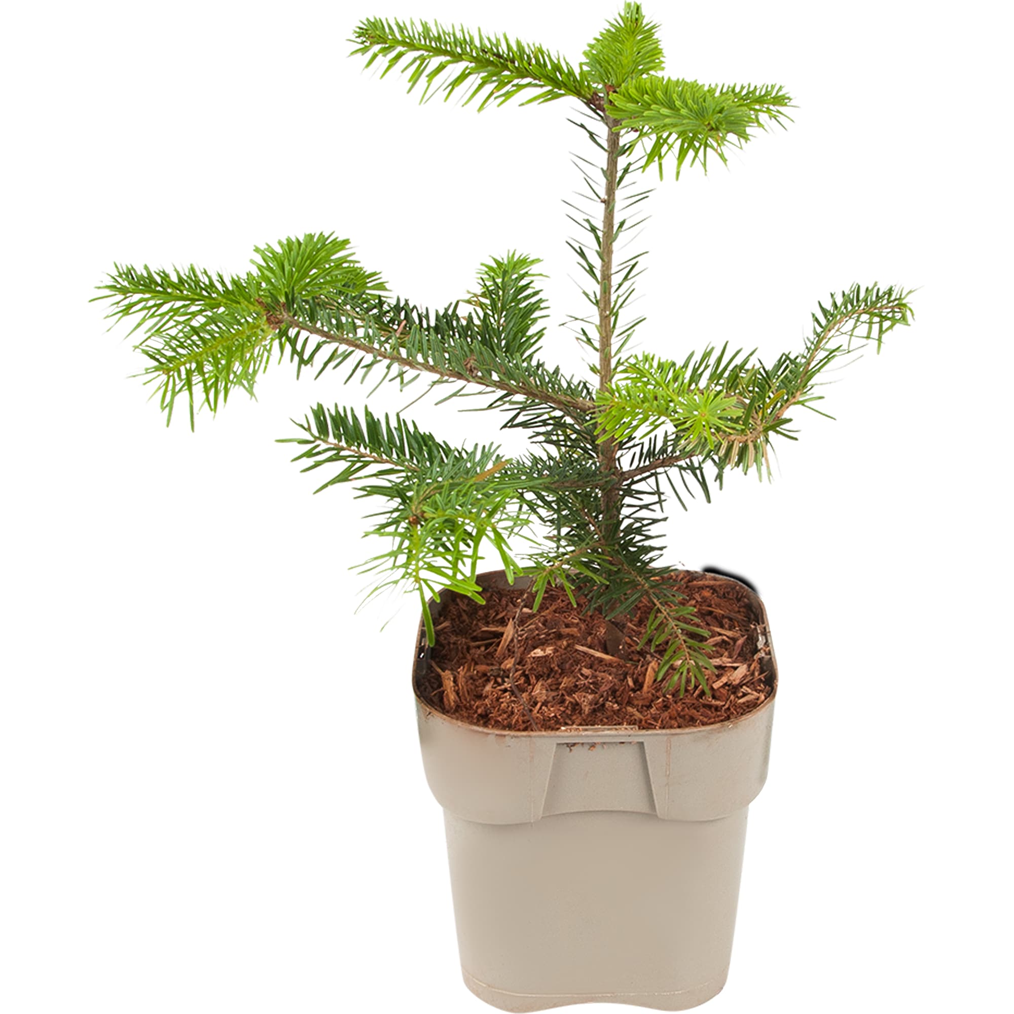 82176401 Пихта «Нордманниана» 2-3 л 20-30 см Santreyd 