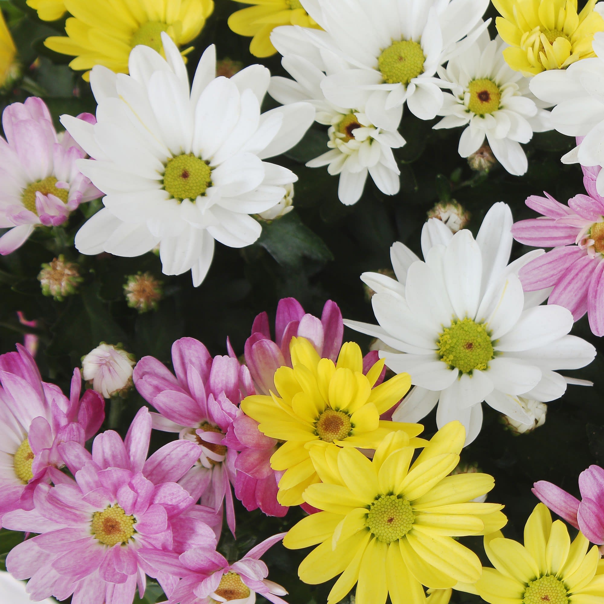 17699073 Хризантема микс Santreyd  - Вид №1