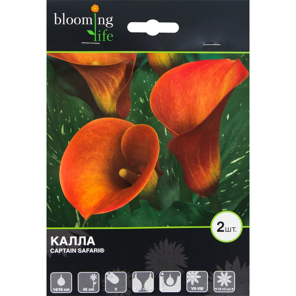 Калла Каптейн Сафари 14/16, 2 шт 82120097 STLM-2099476 BLOOMING LIFE 