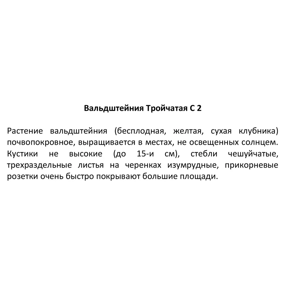 Вальдштейния тройчатая ø17 h30 см 85324882 STLM-2201096 Santreyd  - Вид №2