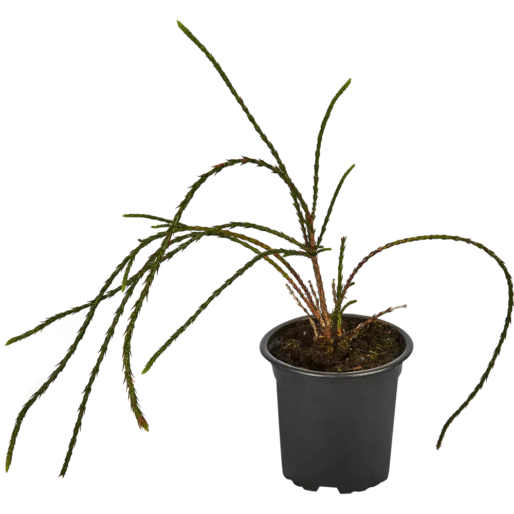 Santreyd Туя западная Випкорд - карликовый хвойный шар 87718585 STLM-0961241