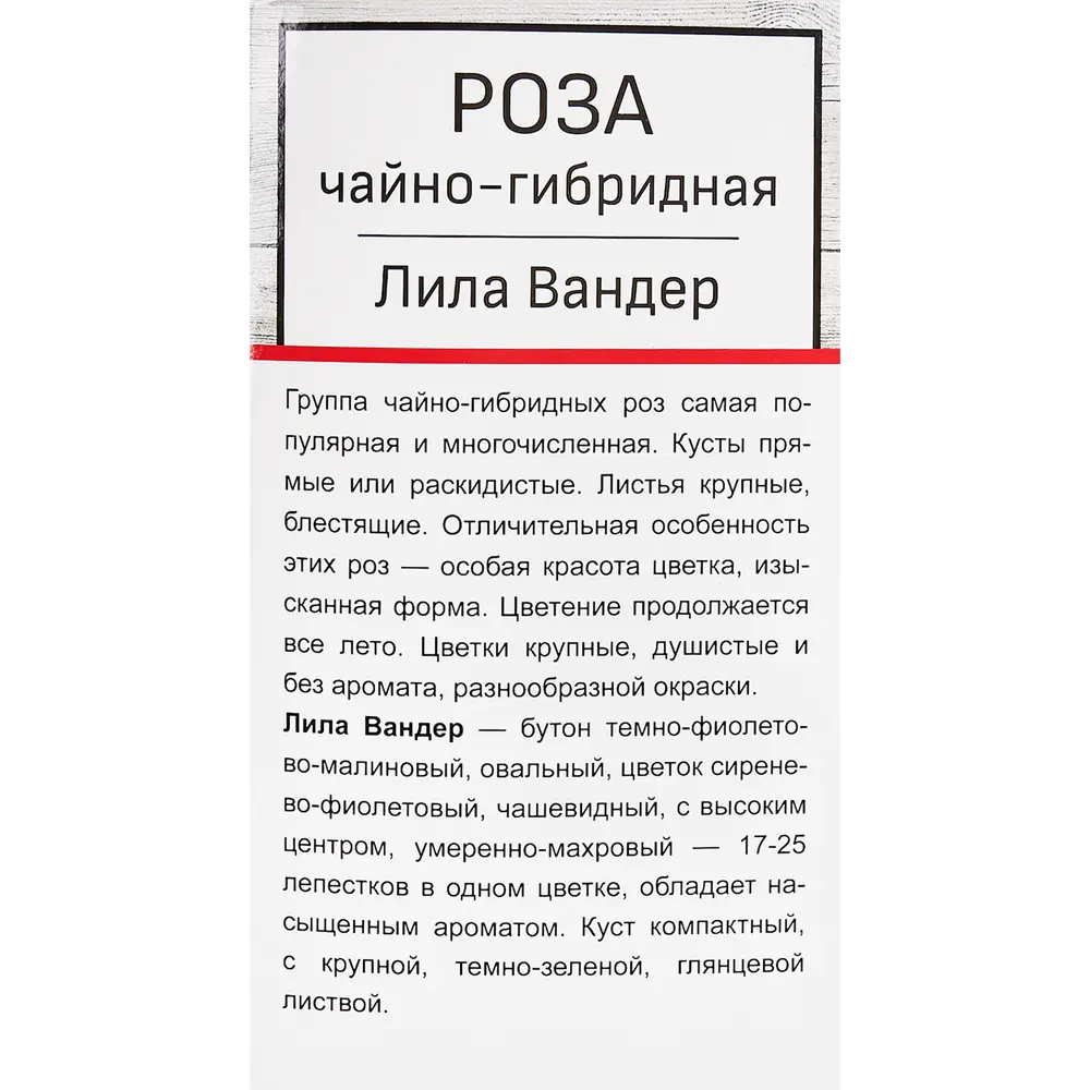 Розы чайно-гибридные «Лилла Вондер» 18347897 STLM-2163532 Santreyd  - Вид №2