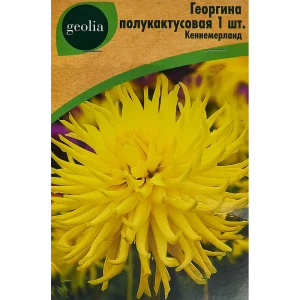 Георгина полукактусовая Кеннемерланд 86408565 STLM-2150175