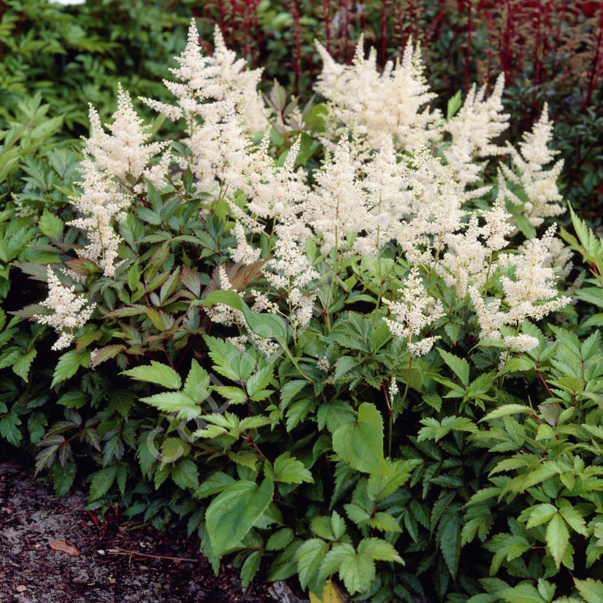 81954867 Астильба японская С1 «Глад Стоун» Santreyd 