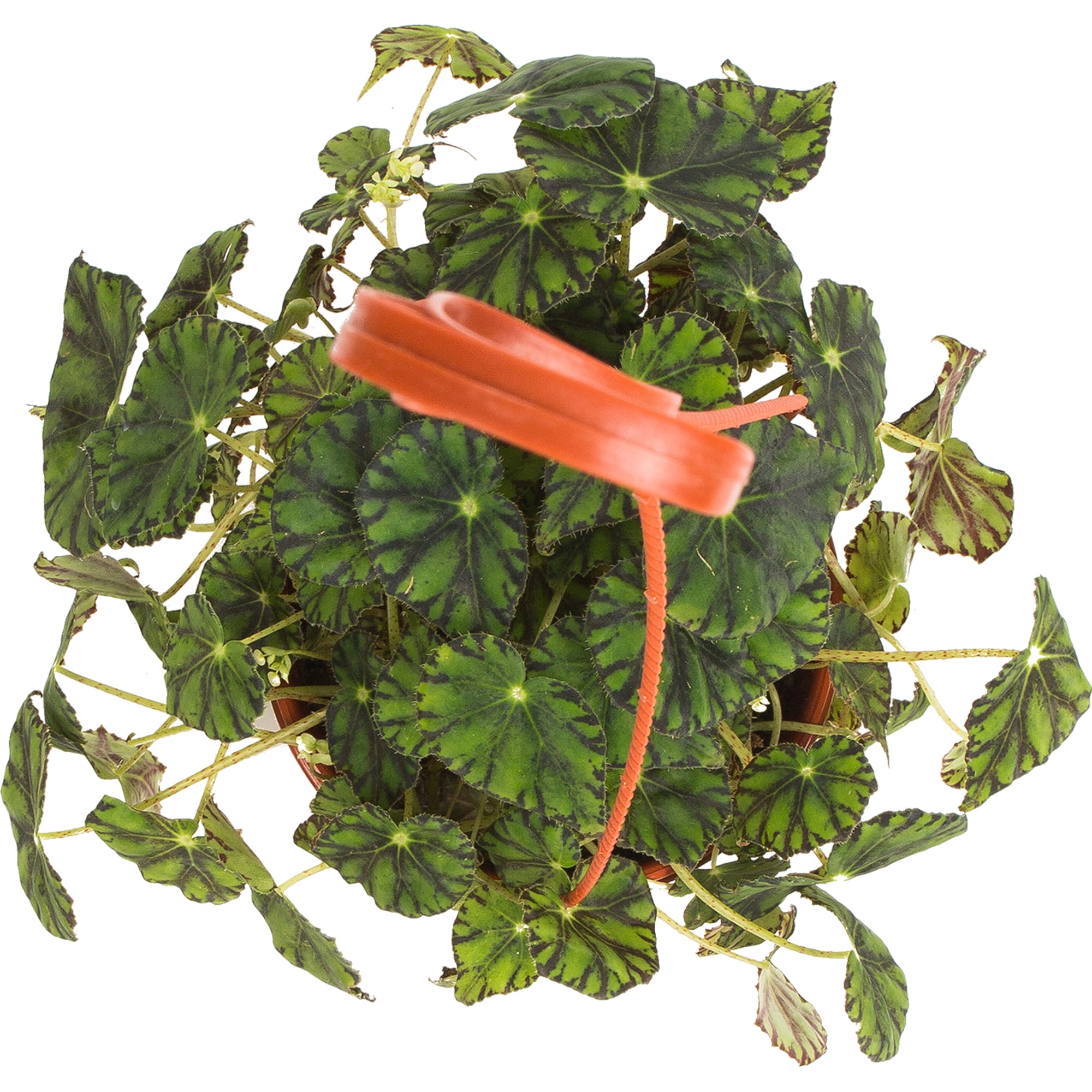 82941543 Бегония Боуэра 16x20 см Santreyd  - Вид №1