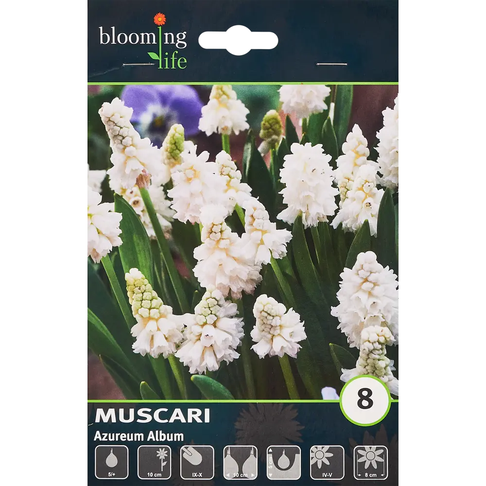 Мускари Альбум луковицы, 8 шт. - белые весенние цветы 88757587 Santreyd STLM-1580179