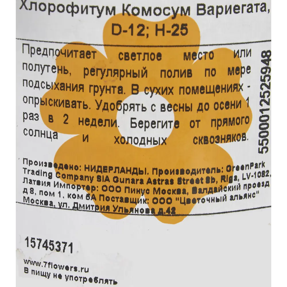 Хлорофитум Комосум Вариегата 12x25 см 82384392 STLM-2156751 Santreyd  - Вид №2