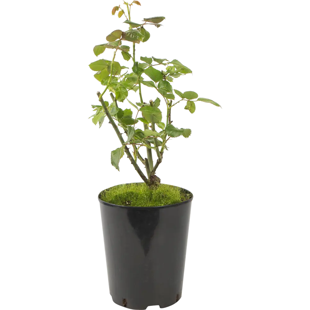 Роза чайно-гибридная «Сейко» жёлтая 19x55 см PLANTMARKET STLM-2059960