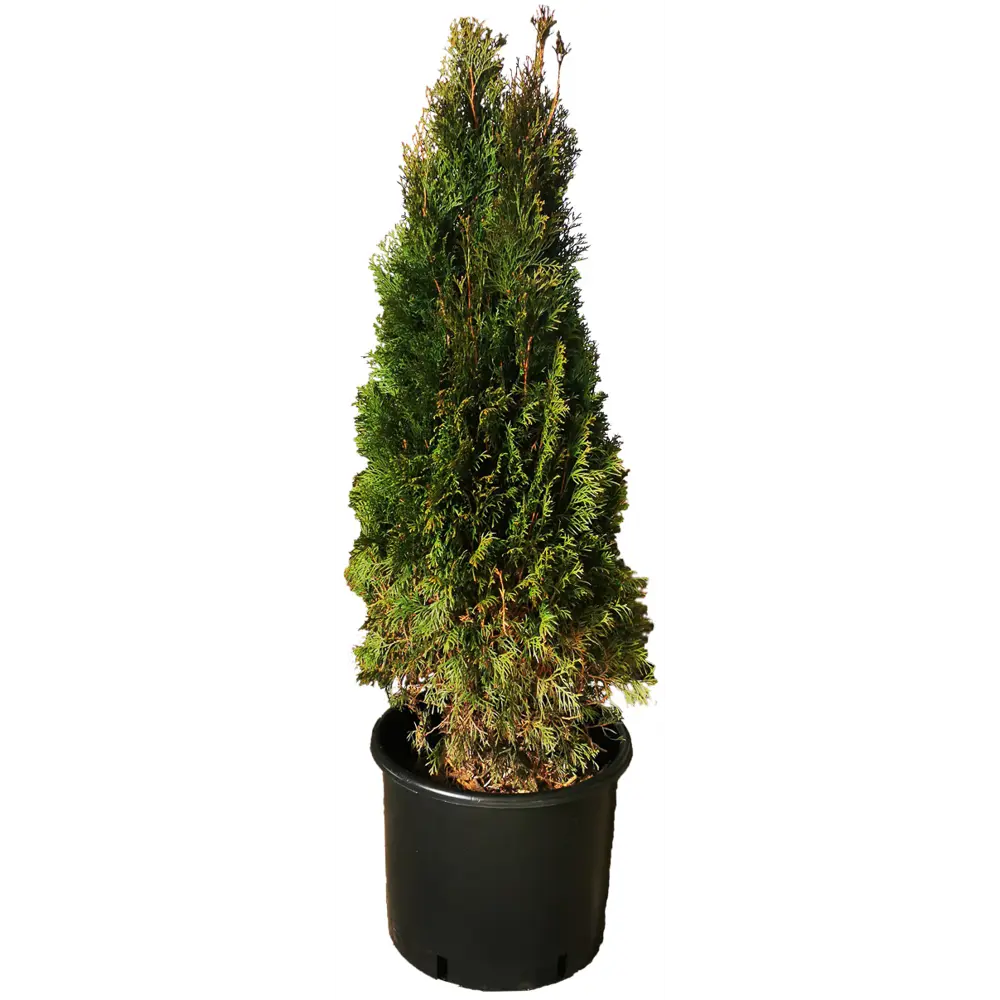Туя западная Пирамидалис h140 см - вечнозеленое хвойное растение для ландшафтного дизайна 84506307 МОНБЛАН STLM-1573014
