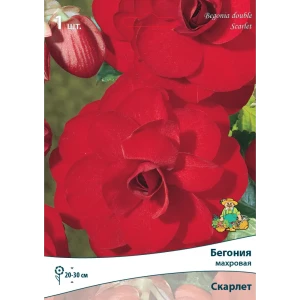Бегония махровая Скарлет луковица 5/6 83593716 STLM-2115532