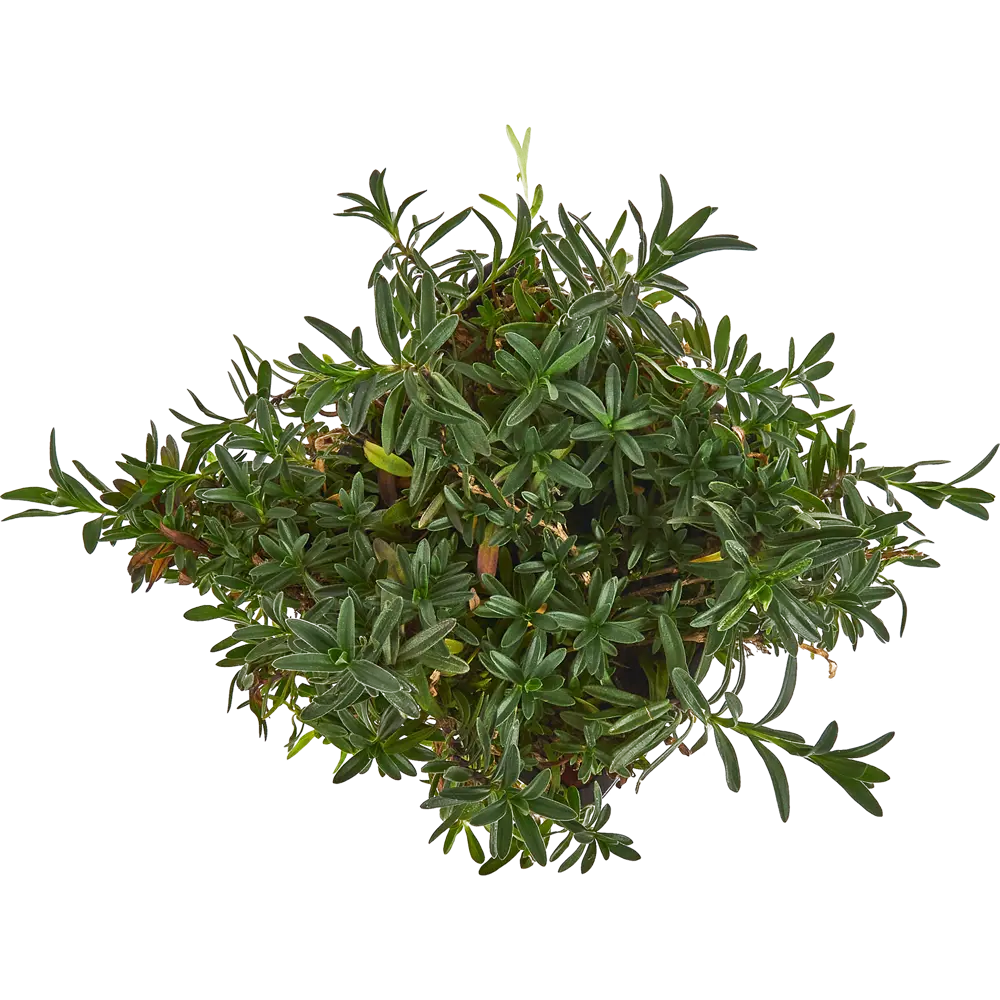 Гвоздика травянка Santreyd — многолетний цветущий декор для сада 84845137 STLM-0055984 - Вид №1