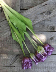 2951 208 a3 Искусственный тюльпан попугай, 5 цветов, 47см, фиолетово-зеленый H-andreas