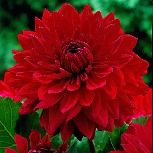 Георгина «Garden Wonder I» 13488172 STLM-2169674