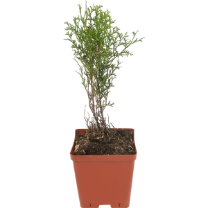 Туя западная «Хозери» 15x30 см 82596819 STLM-2025315