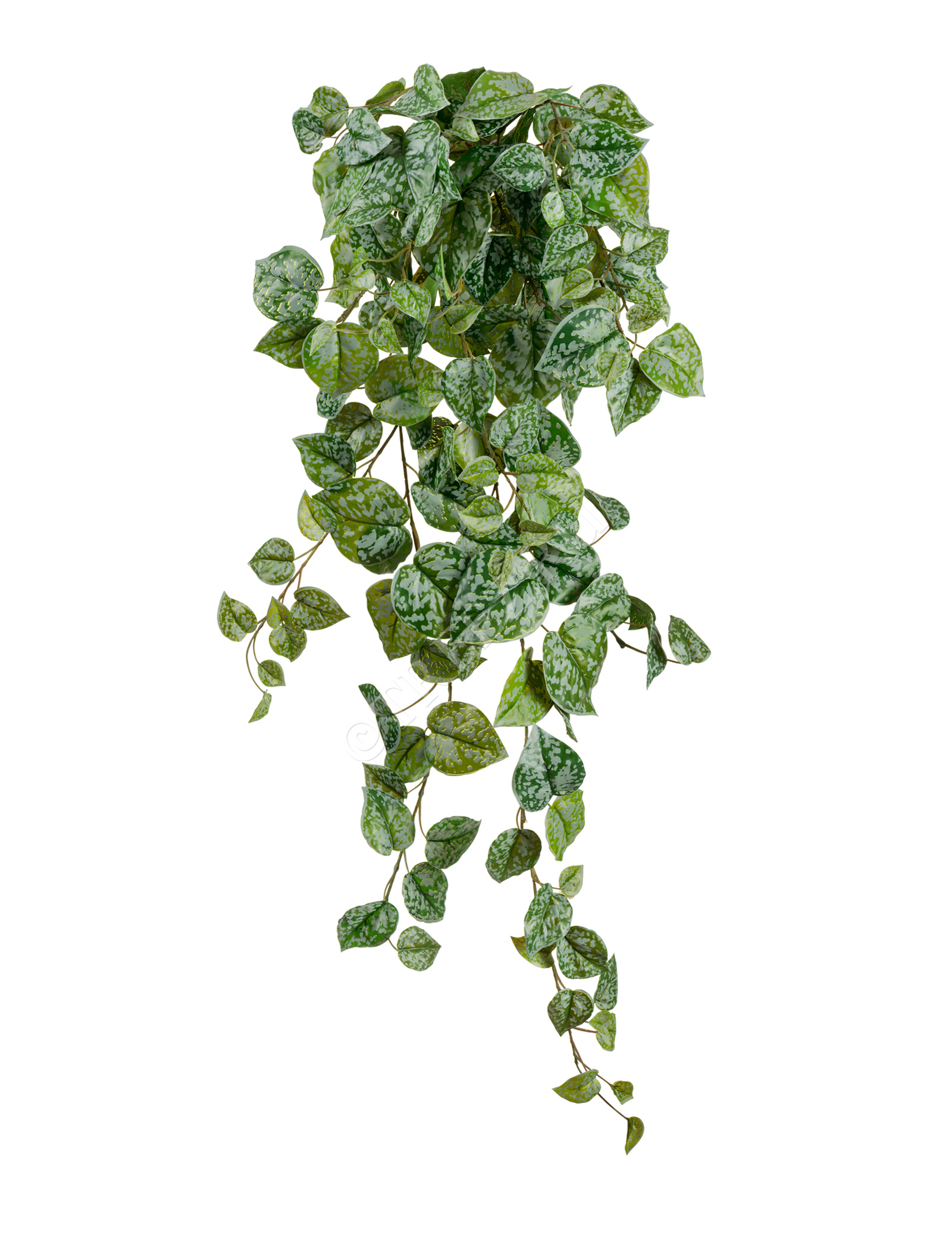 20.05190263GG-M Сциндапсус Пиктус серебристо-зелёный Цветочная коллекция  - Вид №3