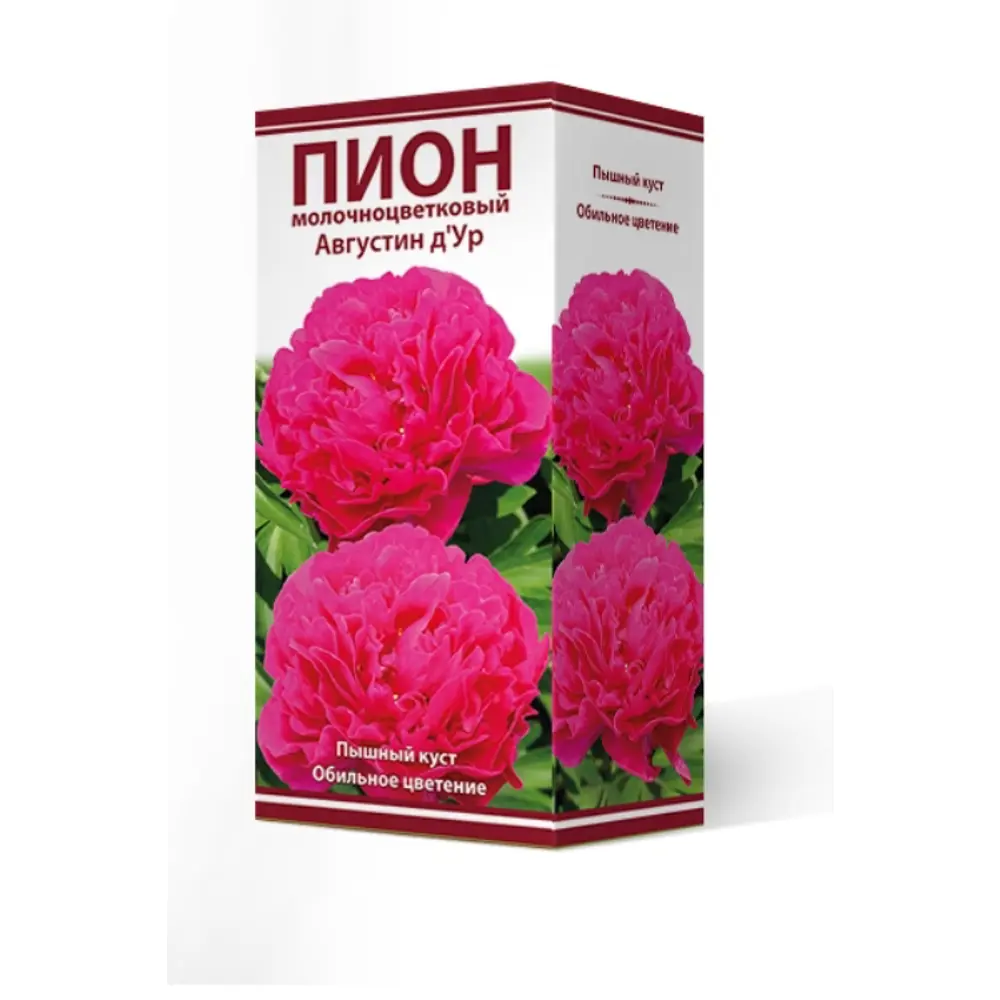 Пион травянистый Августин д Ур луковица 2-3 83600688 STLM-2211674 Santreyd 