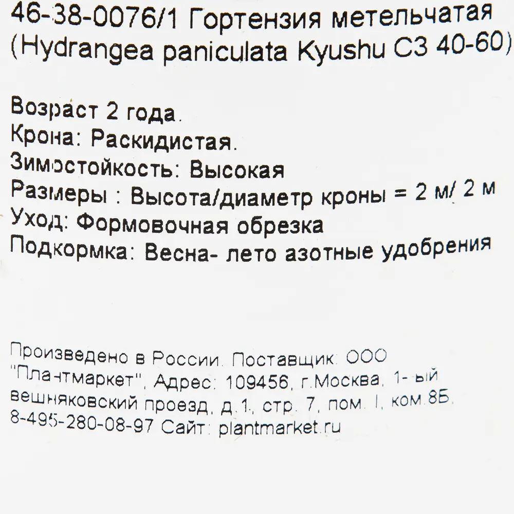 Гортензия метельчатая «Киушу» C3 40-60 см 82356726 STLM-2099204 PLANTMARKET  - Вид №1