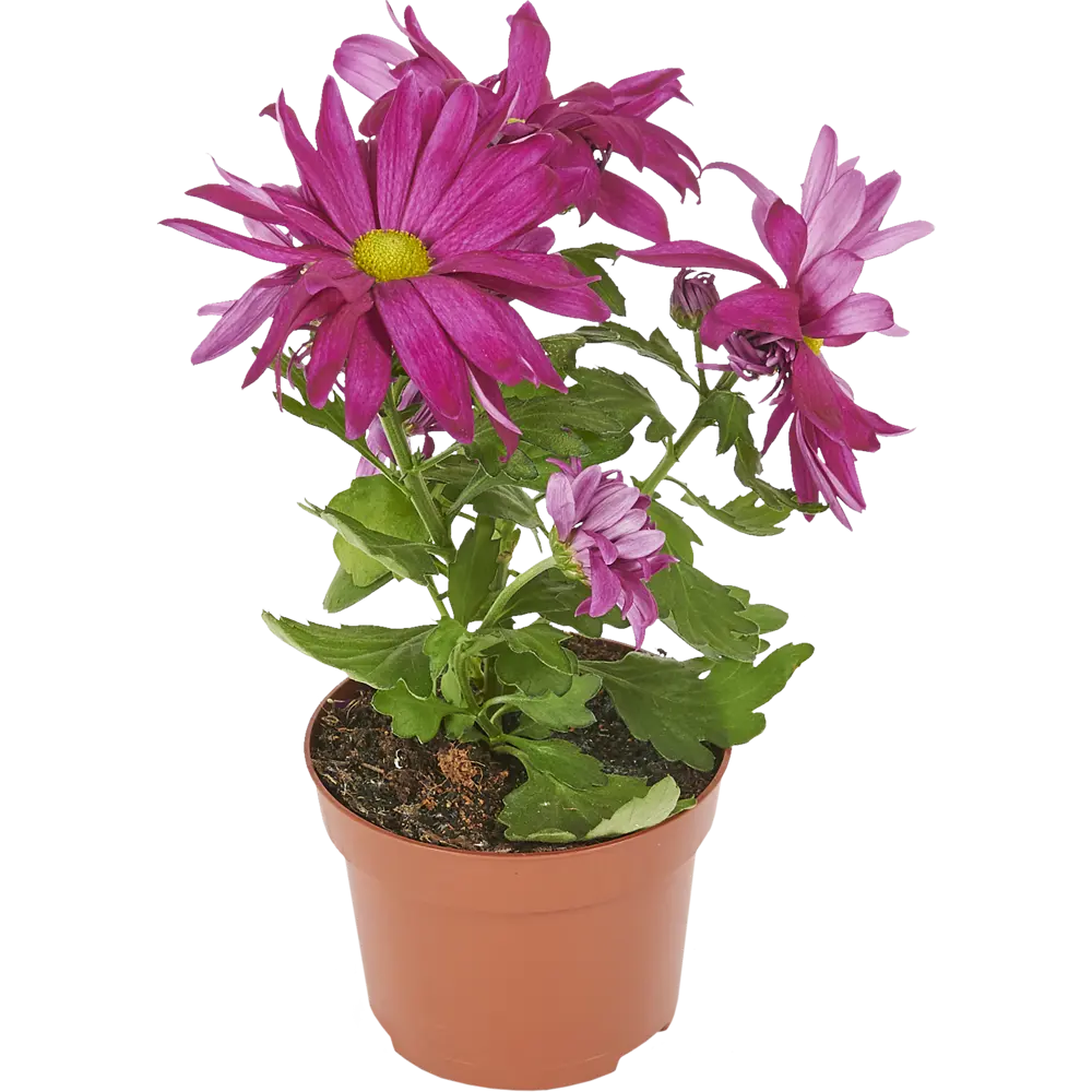 Хризантема Маргарита 10.5x20 см 82405694 STLM-2096996 Santreyd 