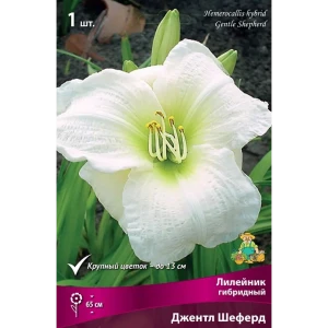 Лилейник гибридный Джентл Шеферд луковица I 83597568 STLM-2034780