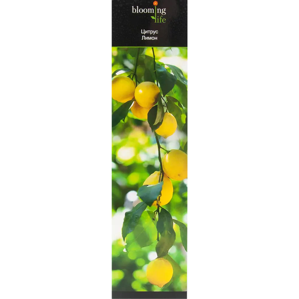 Цитрус Лимон в тубе 82539543 STLM-2055914 BLOOMING LIFE 