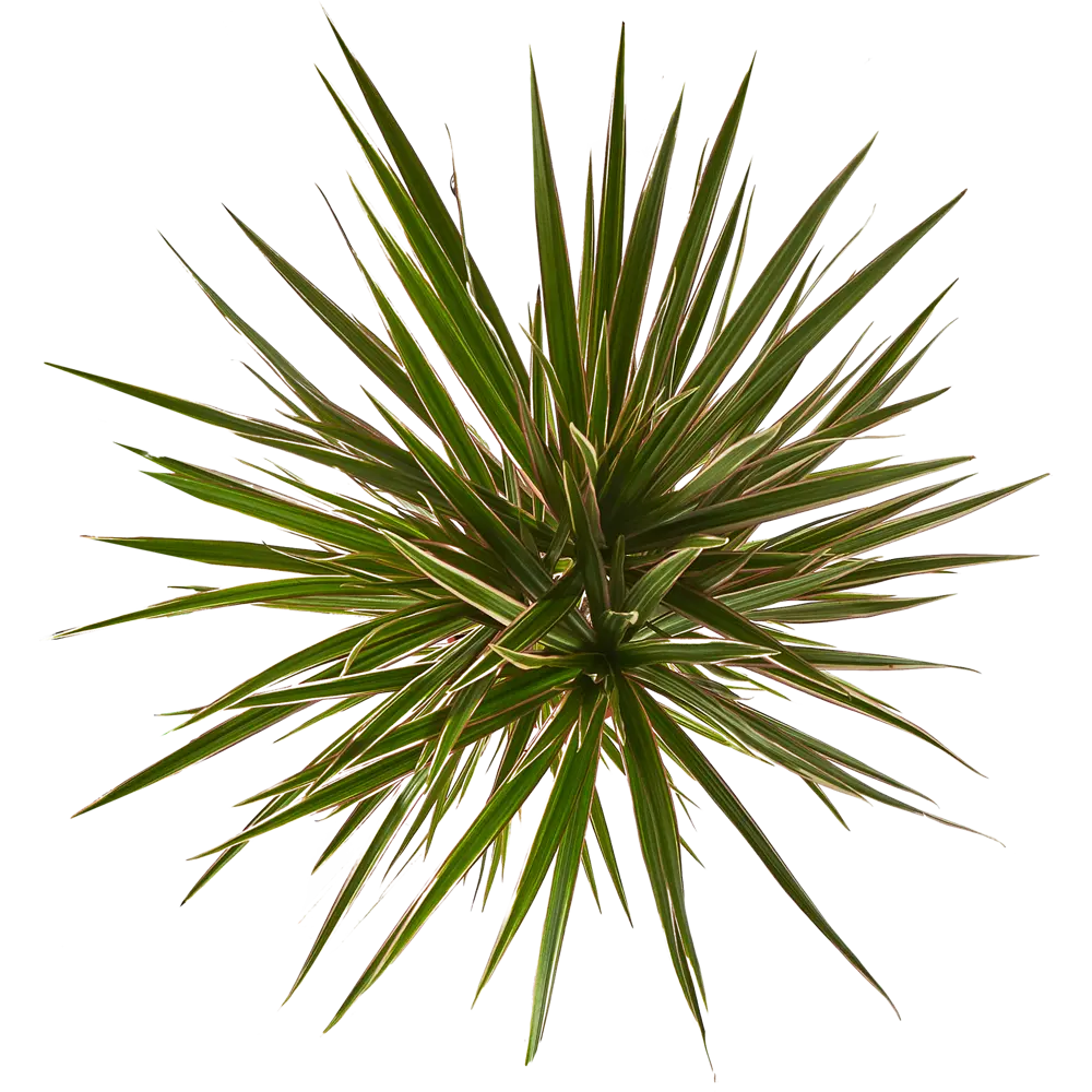 Santreyd Драцена Маргината Биколор — элегантная пальма с розовой окантовкой 11820901 STLM-0001499 - Вид №2