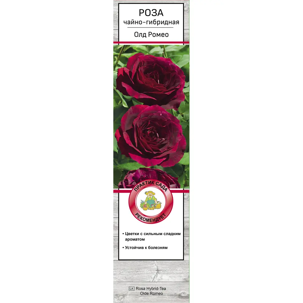 Роза чайно-гибридная Олд Ромео h37 см 83786567 STLM-2149159 Santreyd  - Вид №1