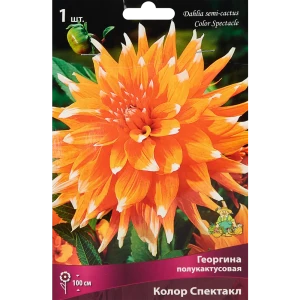 Георгина полукактусовая Колор Спектакл 86409989 STLM-2197838
