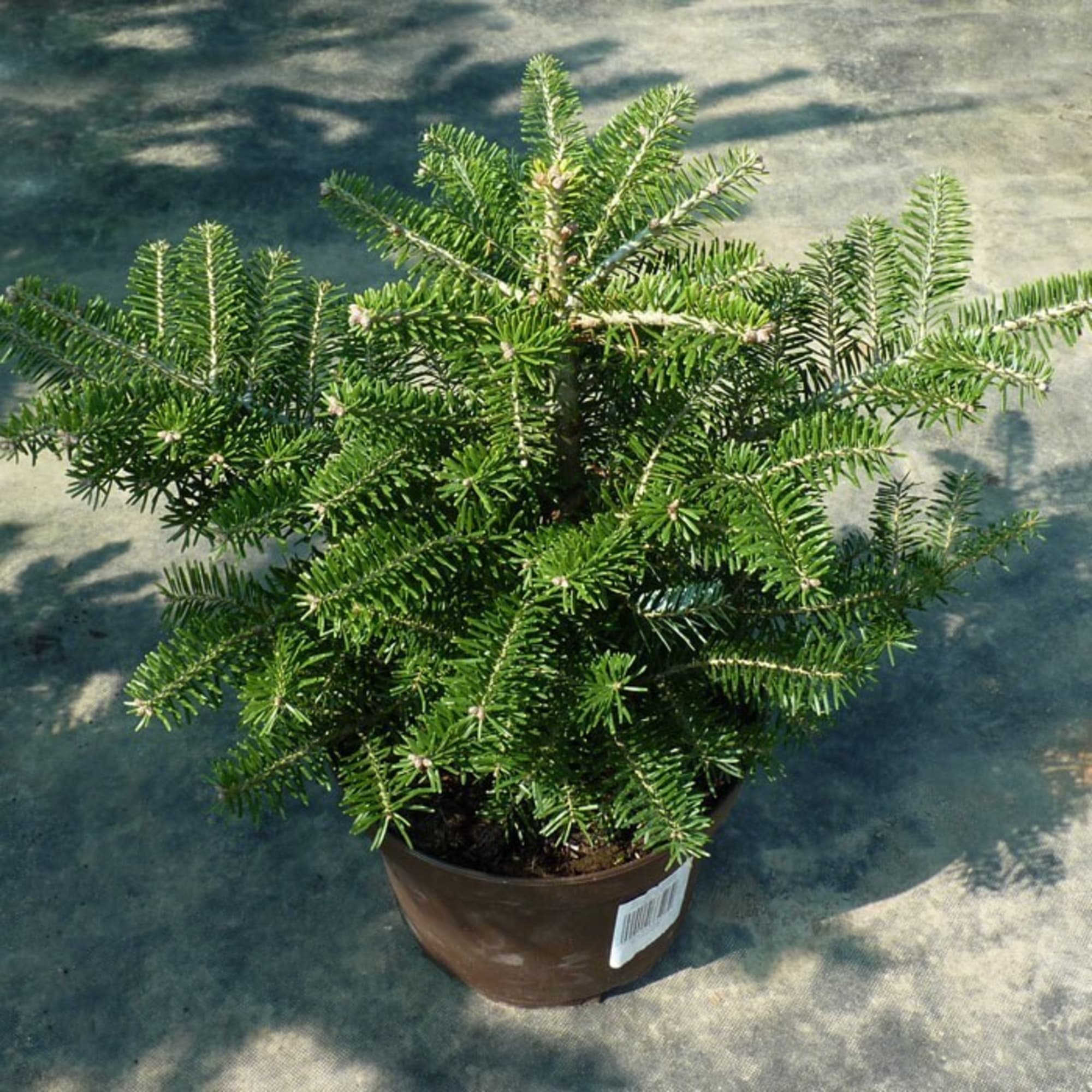 82601676 Пихта корейская 23x40 см Santreyd  - Вид №2