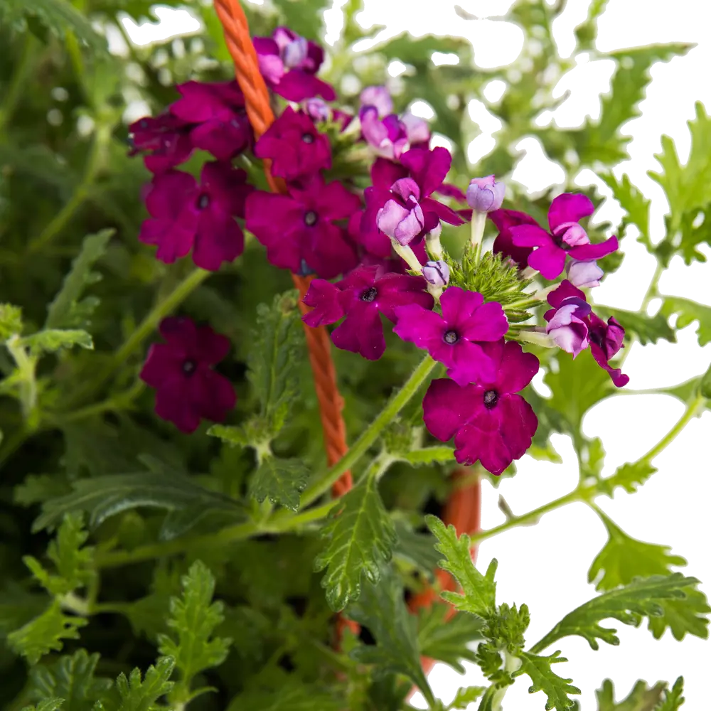 Вербена Santreyd - ароматное украшение для балкона и сада 82650001 STLM-0032839 - Вид №1