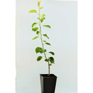 Груша «Уралочка» 1 год 12.5x30-50 см 82610430 STLM-2105773