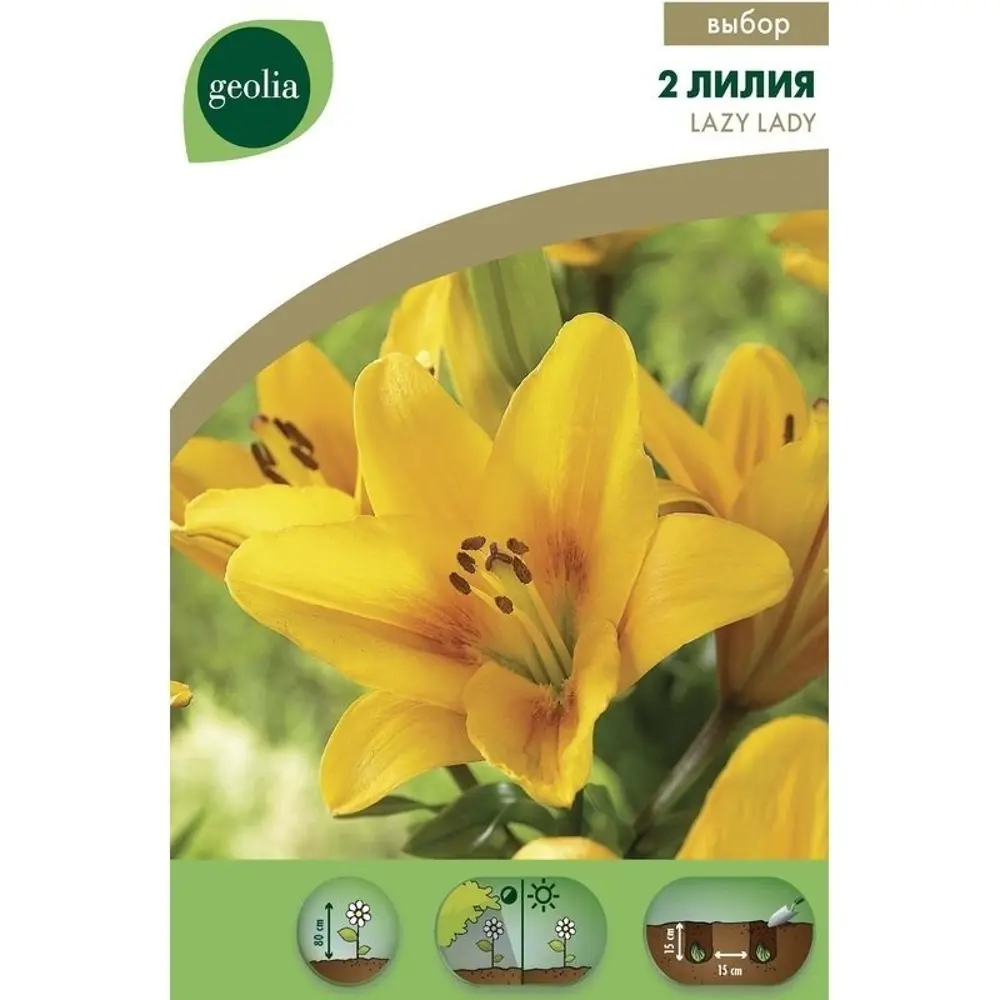 Лилия Lazy Lady Geolia, 14/16 STLM-2043094